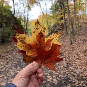 Meet your Posher, Bonz